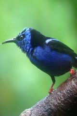 Red-legged Honeycreeper